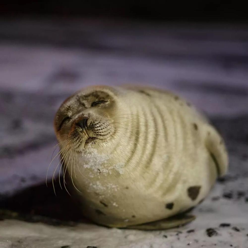 出門散步遭遇圓滾滾的攔路虎，定睛一看原來是只大海豹