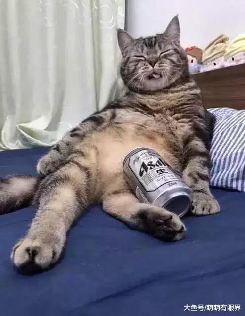 大型肥猫狡辩现场，喵：我凭本事长的肥，为什么要减？