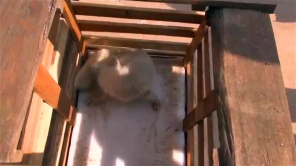 小狐狸闯闹市被抓, 兵哥哥当成狗狗喂养三天, 网友: 白浅上仙!