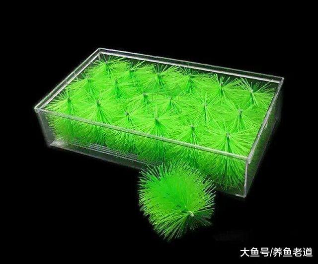 熱帶魚和冷水魚，它們使用的濾材是否應該一樣？