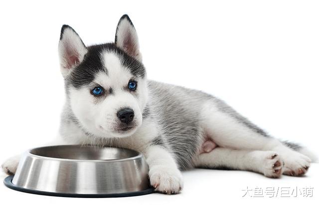 狗狗除了吃，还要注意哪些方面，才能拥有健康快乐的狗生？