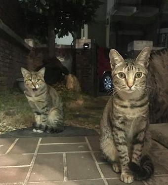 猫奴刚回家，流浪猫“饿霸”立刻喵喵叫讨食：我们的饭呢