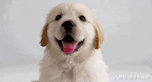 金毛意外落水, 主人伸手想把它拉上来, 结果却瞬间尴尬了!