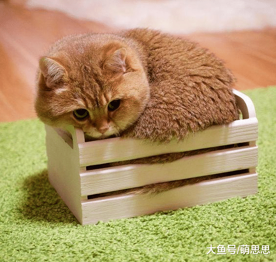 为什么金渐层的粪便干硬？是怎么回事？