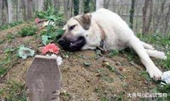 狗狗每天定时出门，定时回家，家人跟踪后感动的哭了