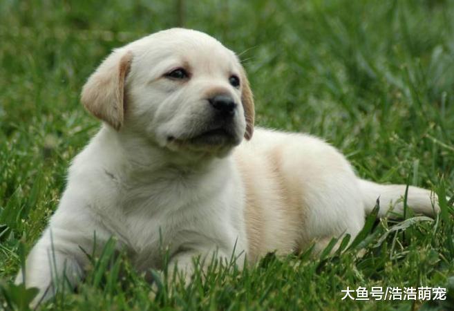 想飼養拉布拉多？看完它的5個特點后，你還想養嗎？