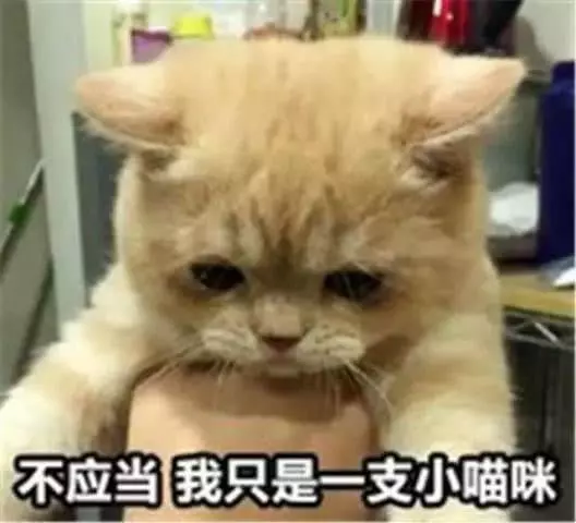 猫咪走丢主人伤心，两个月后竟大肚子回家，生的一窝崽让主人傻眼