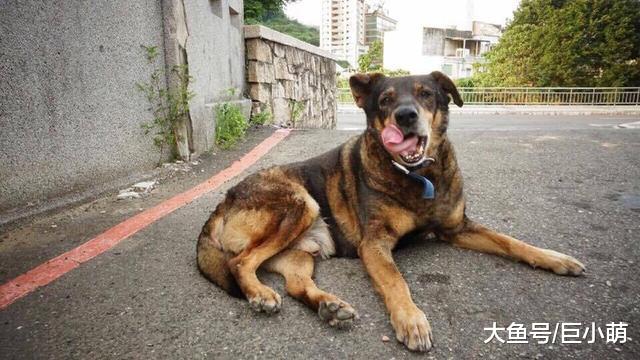 东吴大学校犬逝世，曾守卫校园20年，校友为它绣毕业领巾送它离开