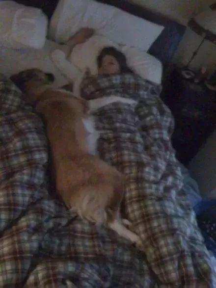 為什么狗子喜歡看你上廁所？