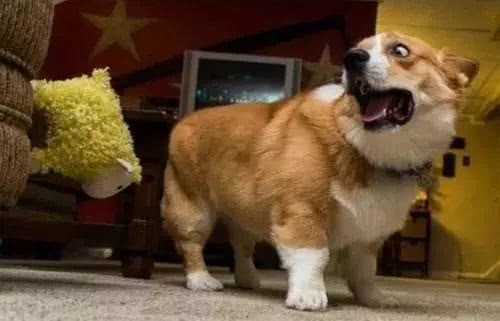 怪不得出门就容易跟着别人跑，狗狗原来是个大近视