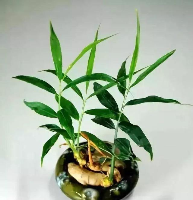 切块生姜放水里，7天发芽，半年结出一桶姜！