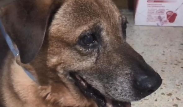 13岁的老狗被丢在路边，当它知道自己被遗弃时，忍不住哭了