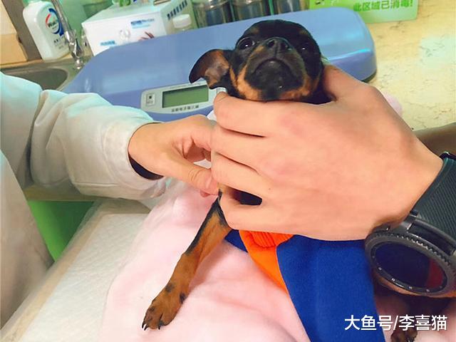 狗狗不听话且爱闹腾？铲屎官需从爱犬行为中分辨，是否为讨债狗