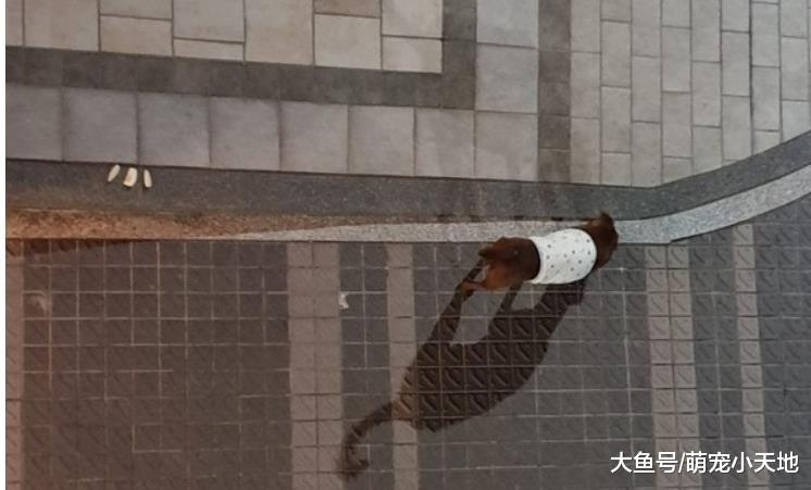 怕浪浪冷到，妈拿宝宝肚围铺地板，儿子却帮它穿好穿满暖翻了