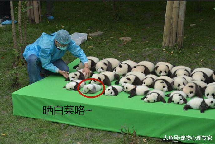 饲养员把大熊猫当白菜晒，其中一只吸引众人目光：生着生着没墨了