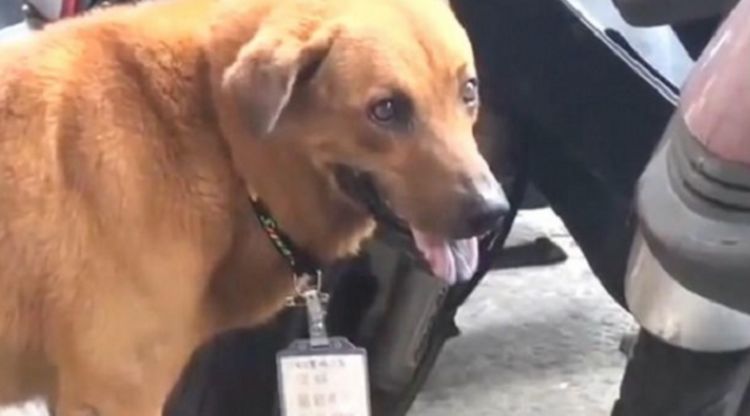 狗狗天天来医院门口徘徊，看见狗狗胸前的牌子，顿时感动流泪！