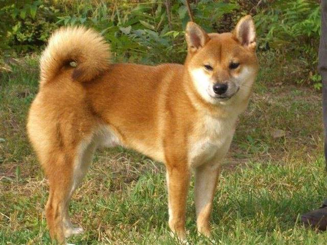 超级黏人的“5种”犬, 有一种很多人没想到, 简直形影不离