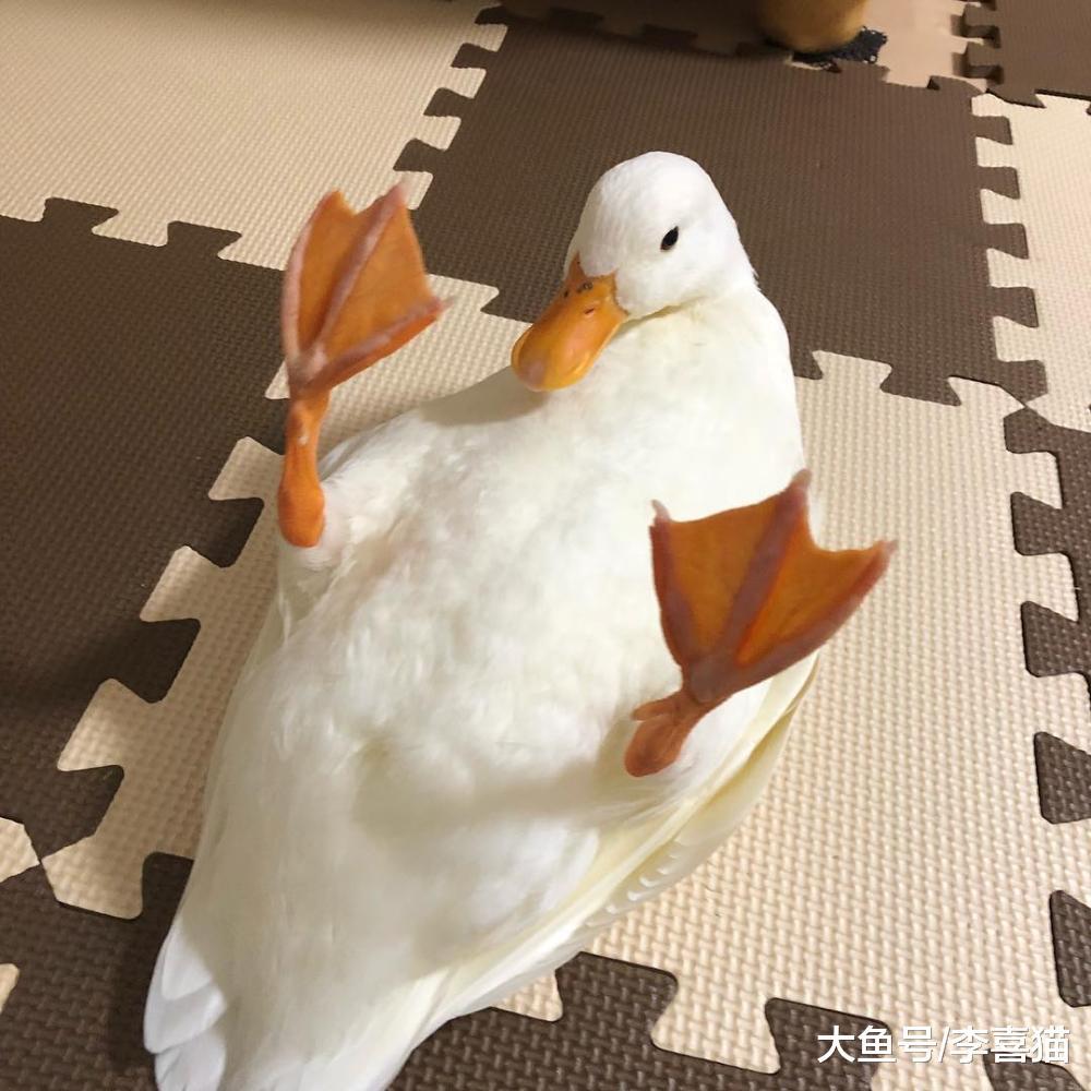 誰說農場動物不能當寵物養的，飼養雞鴨鵝已經成為了新趨勢