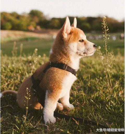 日本一小柴犬因忧郁气质爆红, 狗: 我承受了这个年纪不该有的帅气
