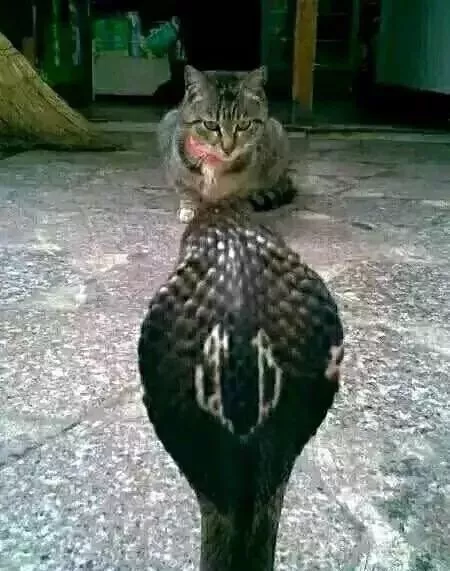 猫咪和蛇干架，为什么从没见蛇赢过？终于知道原因了！
