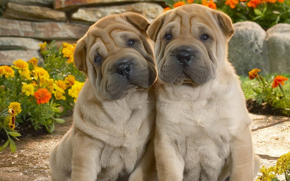 动物界十大忠诚狗狗排行榜，有你喜欢的狗吗？第一名曾感动无数人！