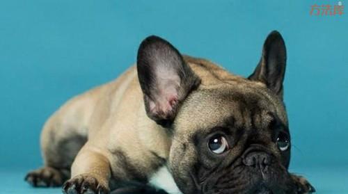 狗狗便秘后大便又干又硬，具体有5个原因，不一定多喝水就能解决