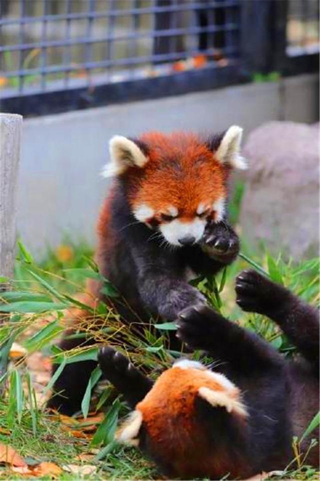 小熊猫为美食与伙伴动粗，互相举爪威胁，因战败气愤而滚成一团