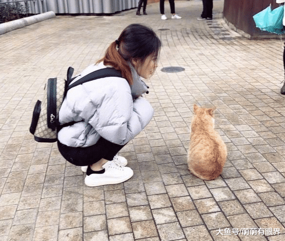 冯提莫搭讪流浪橘猫，却被一脸嫌弃：啥网红？分明在蹭我橘猫的流量