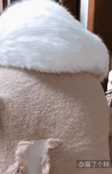 男孩准备去上学，不舍得和猫分开于是……