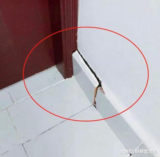 猫咪不吃饭趴在墙角, 主人以为它生病了, 结果靠近一看气炸了!