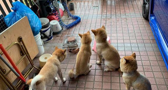 主人在阳台烤香肠，柴犬们聚集等吃的，主人叹息只有这时候才撒娇