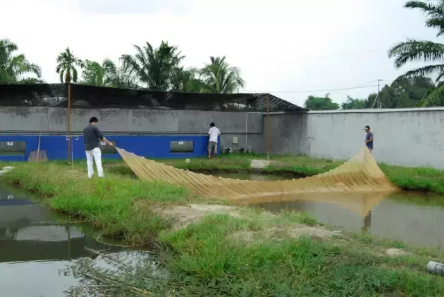 土豪家別墅后的龍魚池，滿滿都是紅龍的背影，這就是魚友的天堂啊