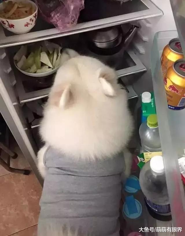 一只胖到变形的萨摩耶，跟所有胖子一样，活得乱七八糟，又颓又丧