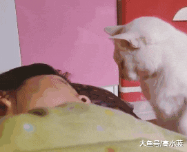 猫咪望着熟睡的主人 本想一屁股坐脸上: 算了, 还是亲一亲吧!