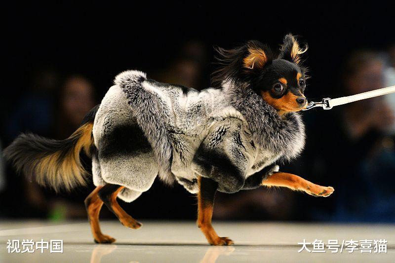 再高冷的猫咪都有一颗充满爱的心, 它们就是这样一步一步征服人类的