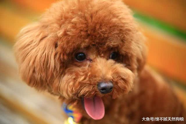 泰迪有这些表现，你就要注意了！