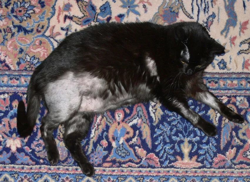 为啥猫咪每天掉毛依然毛茸茸？别酸啦，其实猫也是会秃的！