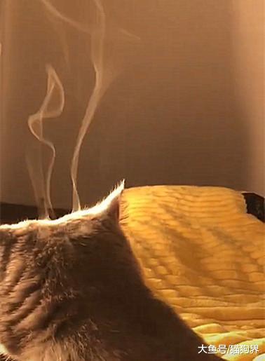 猫咪正在烤火, 主人: 你头顶怎么冒烟了? 猫: 可能是走火入魔了
