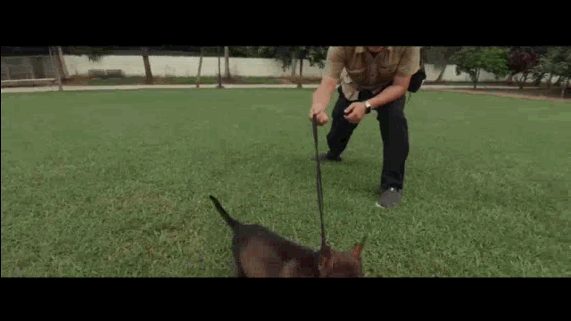 【带着使命降生，怀着忠诚离去】