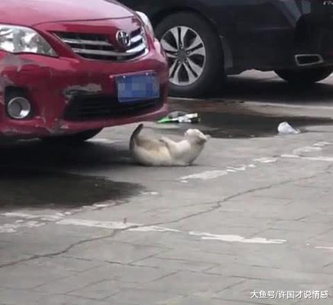 一只碰瓷的喵星人，偷拍被发现后这副表情，网友瞬间被萌化了
