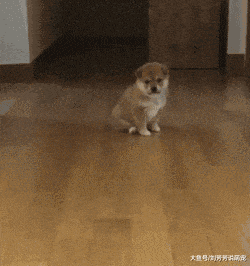 终于知道柴犬的脸为什么那么大了，都是这么来的...