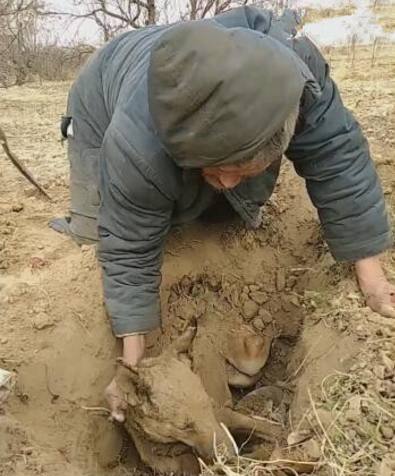 养了多年的狗狗去世，爷爷伤心的将它厚葬，让人心酸！