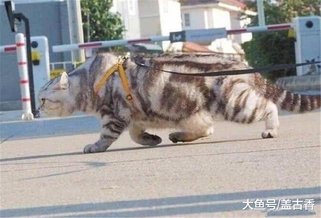 猫咪走路自带王者气息，几公斤的体重，硬是走出老虎般的架势！