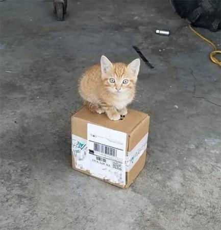 卡车司机送货途中给动物拍照，还拍成了企业文化，除了狗还有许多