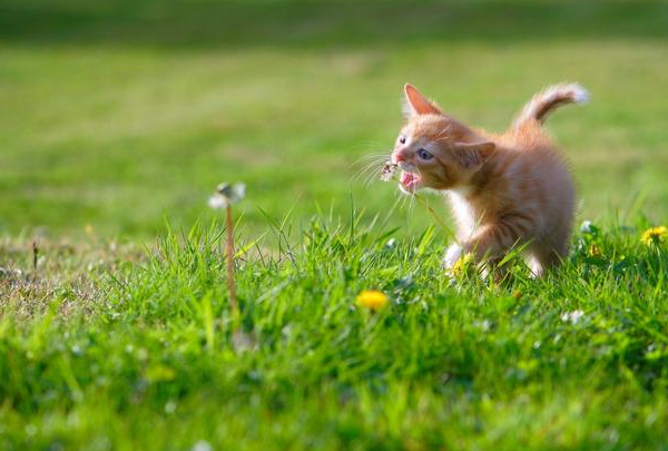 美国短毛猫怕人怎么办，应该让猫咪走过来，还是主动接触猫咪？