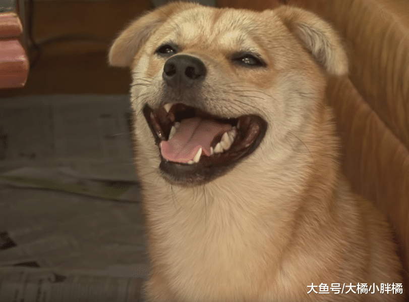 流浪狗每日“工作”换取食物，喜欢对人微笑，因此收获幸福的生活