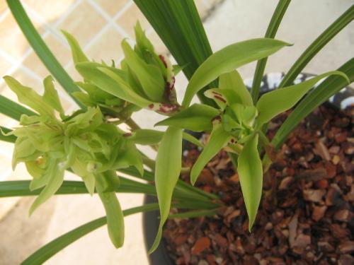 君子兰已经过时了，现在都养这种，一听这名字就富贵，好运不停