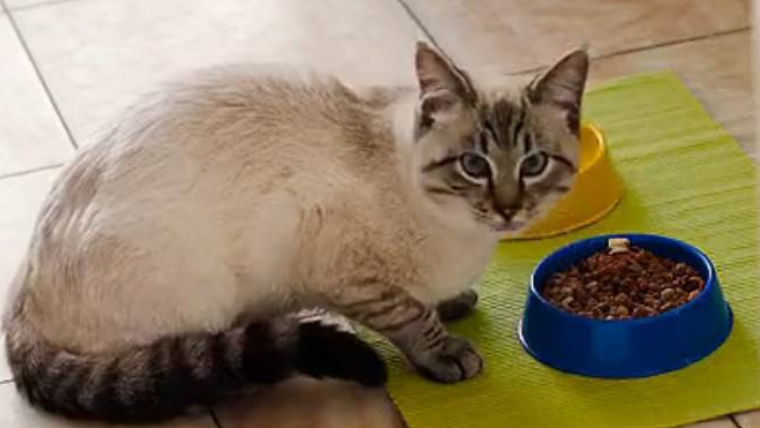 猫粮、猫罐头、主粮猫罐头，傻傻分不清楚？还在把干猫粮作为猫咪的主粮来喂吗？现在有了更好的选择