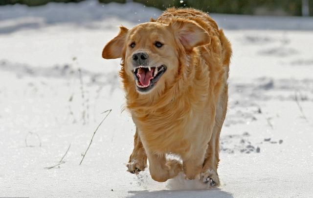 如何辨别是否被狗狗牙齿划伤？