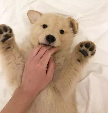 大金毛被偷三天不吃不喝，可它绝食抗议后果却是...